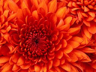 Chrysanthemum 